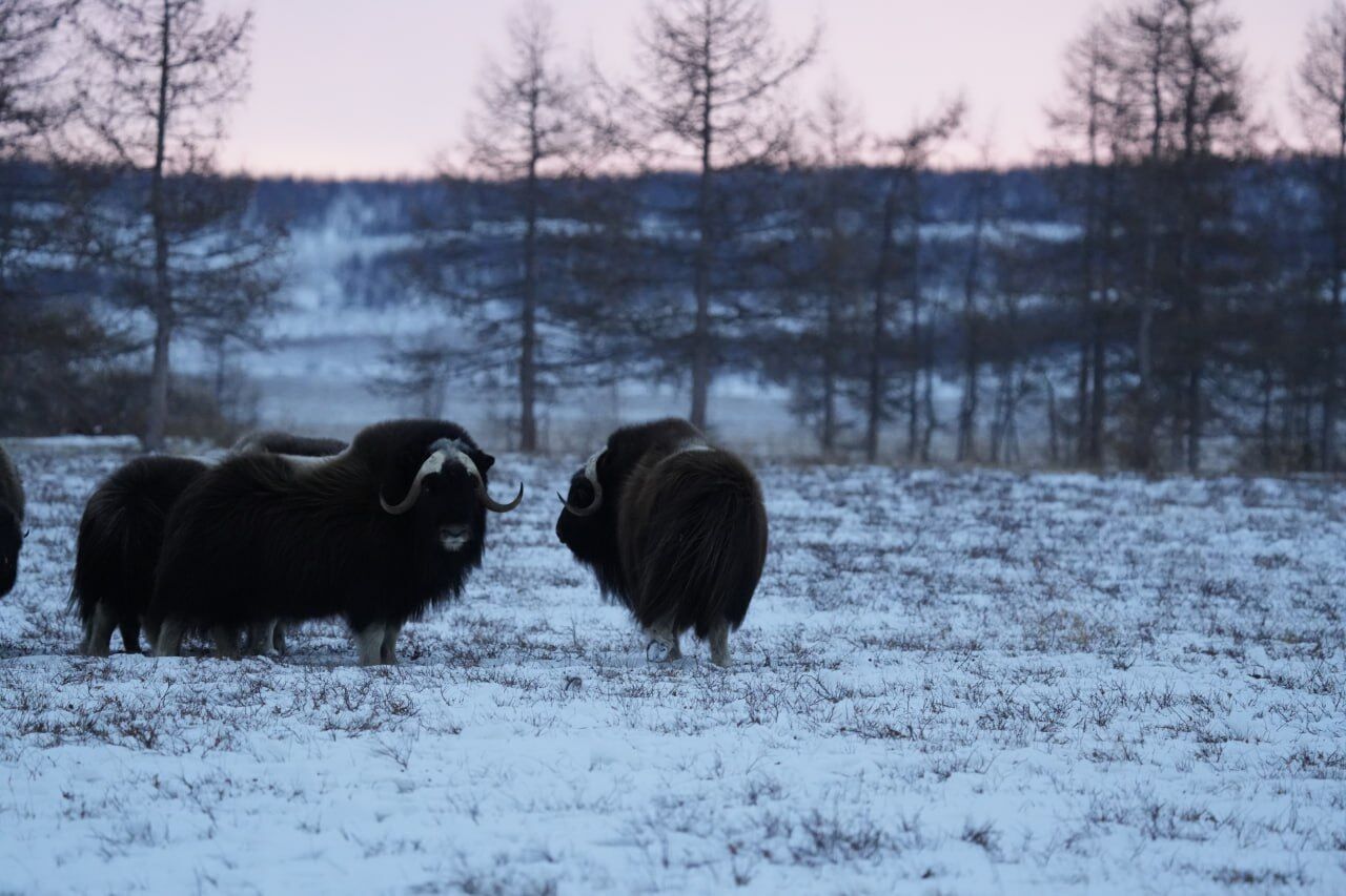 В новом пермском зоопарке появятся овцебыки