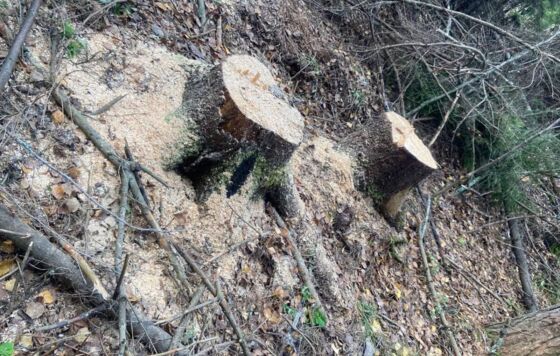 Несколько незаконно срубленных деревьев стоили жителю Прикамья 300 тысяч 