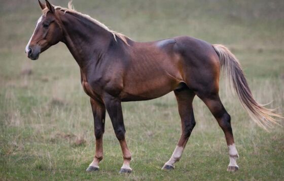 ​Прокуратура Прикамья нашла нарушения при катании ребёнка на санях с лошадьми