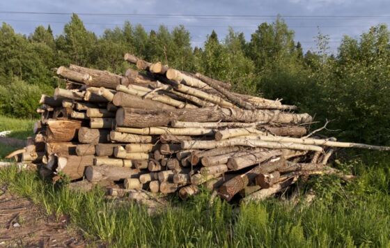 Ущерб от незаконной рубки леса прикамцам составил 650 тысяч рублей  