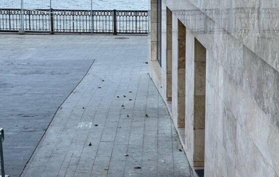 Птицы разбиваются о здание бизнес-центра в Перми