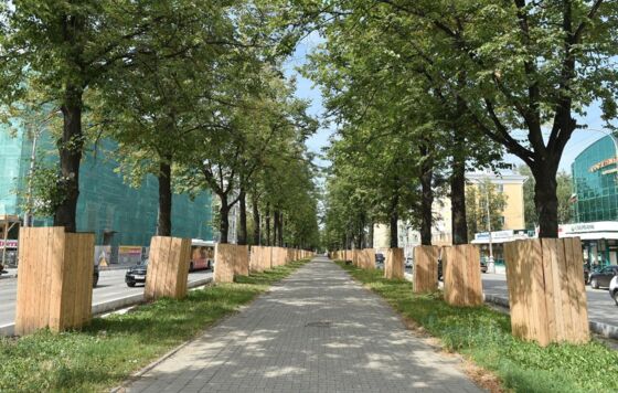 Пермские власти пообещали учесть все ценные деревья при проектировании скверов 