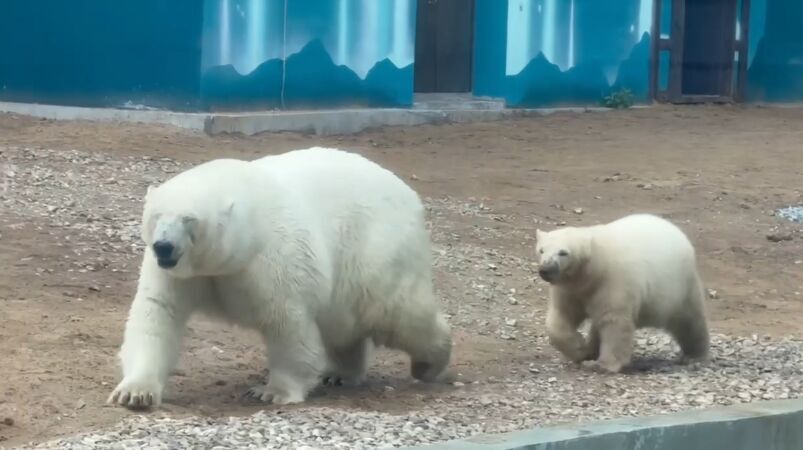 Белые медведицы Мила и Парма переехали в новый пермский зоопарк