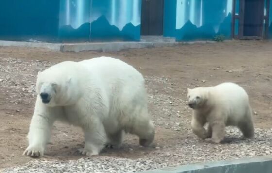 К дню рождения медведицы Пармы в Пермский зоопарк привезли грузовик игрушек