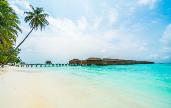 Рыба-триггер атаковала российского дайвера на Мальдивах