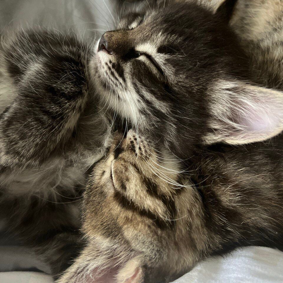 Ветклиника в Перми продавала лекарства без лицензии  