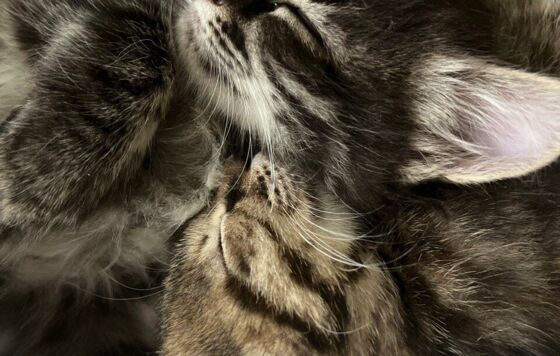 Ветклиника в Перми продавала лекарства без лицензии  