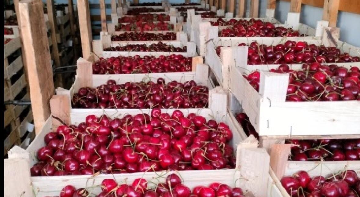 В Прикамье доставили свыше 34 тонн ягод и фруктов из Кыргызстана
