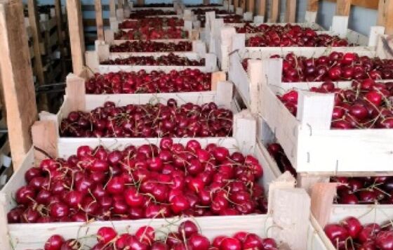 В Прикамье доставили свыше 34 тонн ягод и фруктов из Кыргызстана