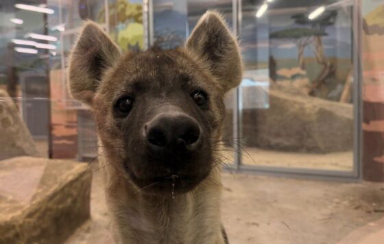 ​Пятнистым гиенам из Пермского зоопарка выбрали имена