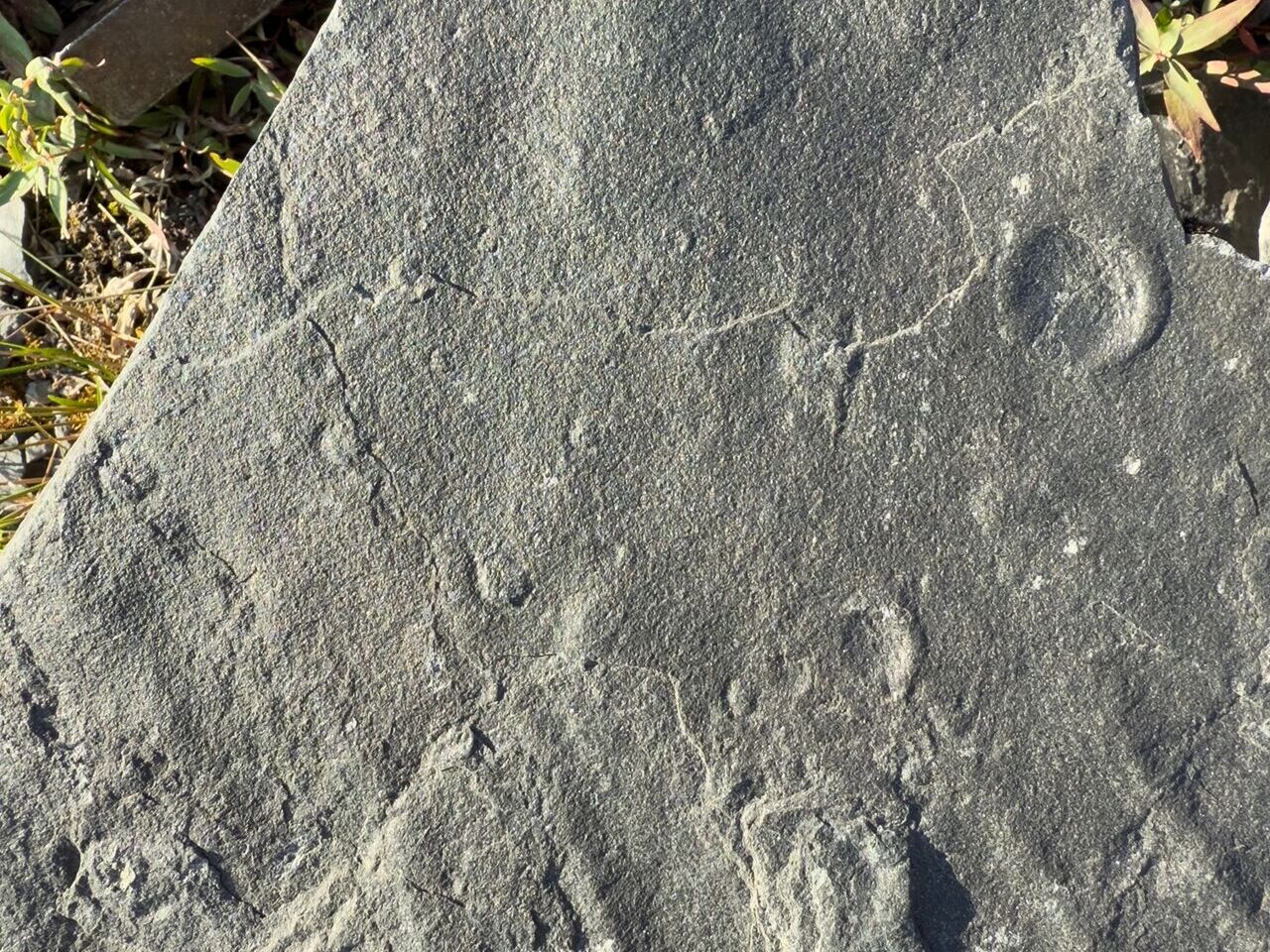 В пермский музей передали коллекцию древних организмов возрастом 580 млн лет