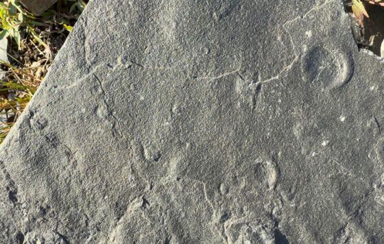 В пермский музей передали коллекцию древних организмов возрастом 580 млн лет