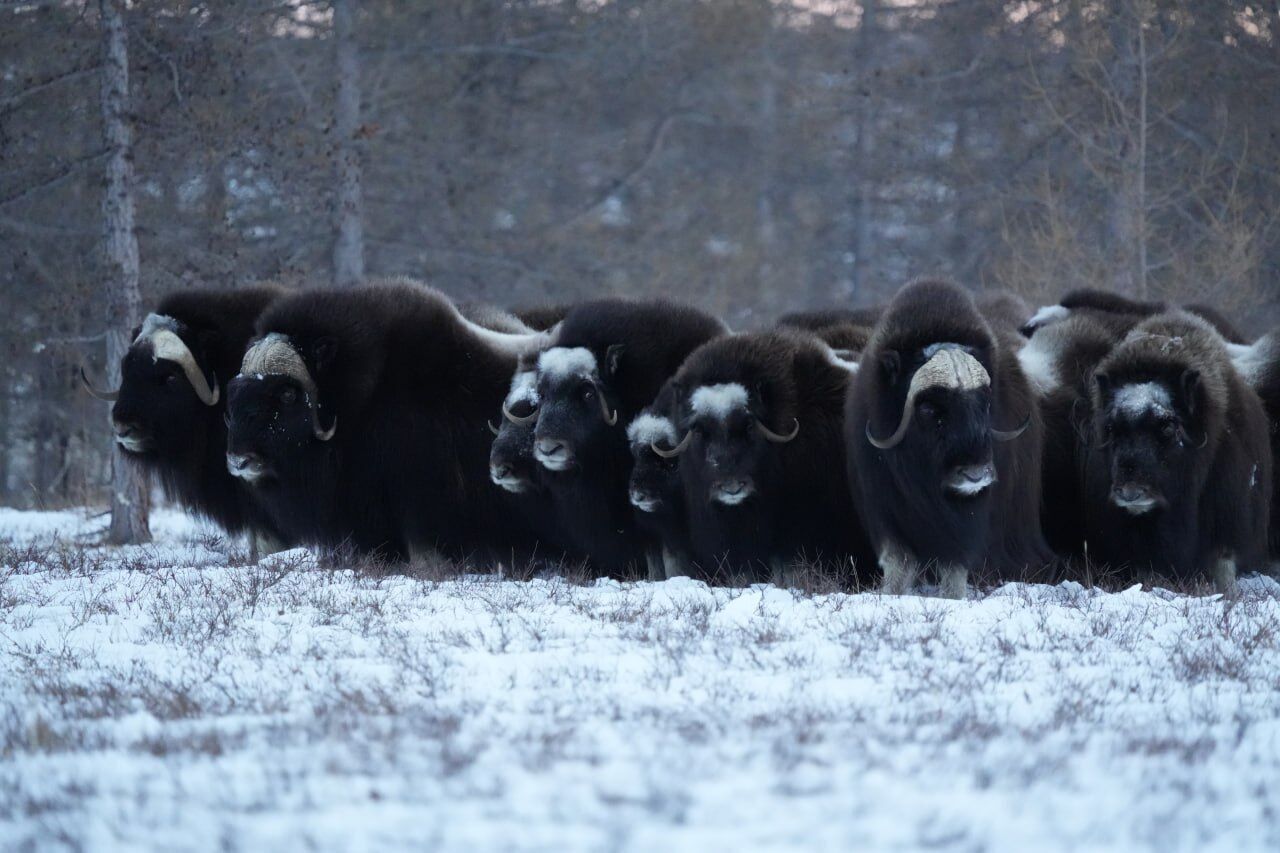 ​В новом пермском зоопарке появятся овцебыки