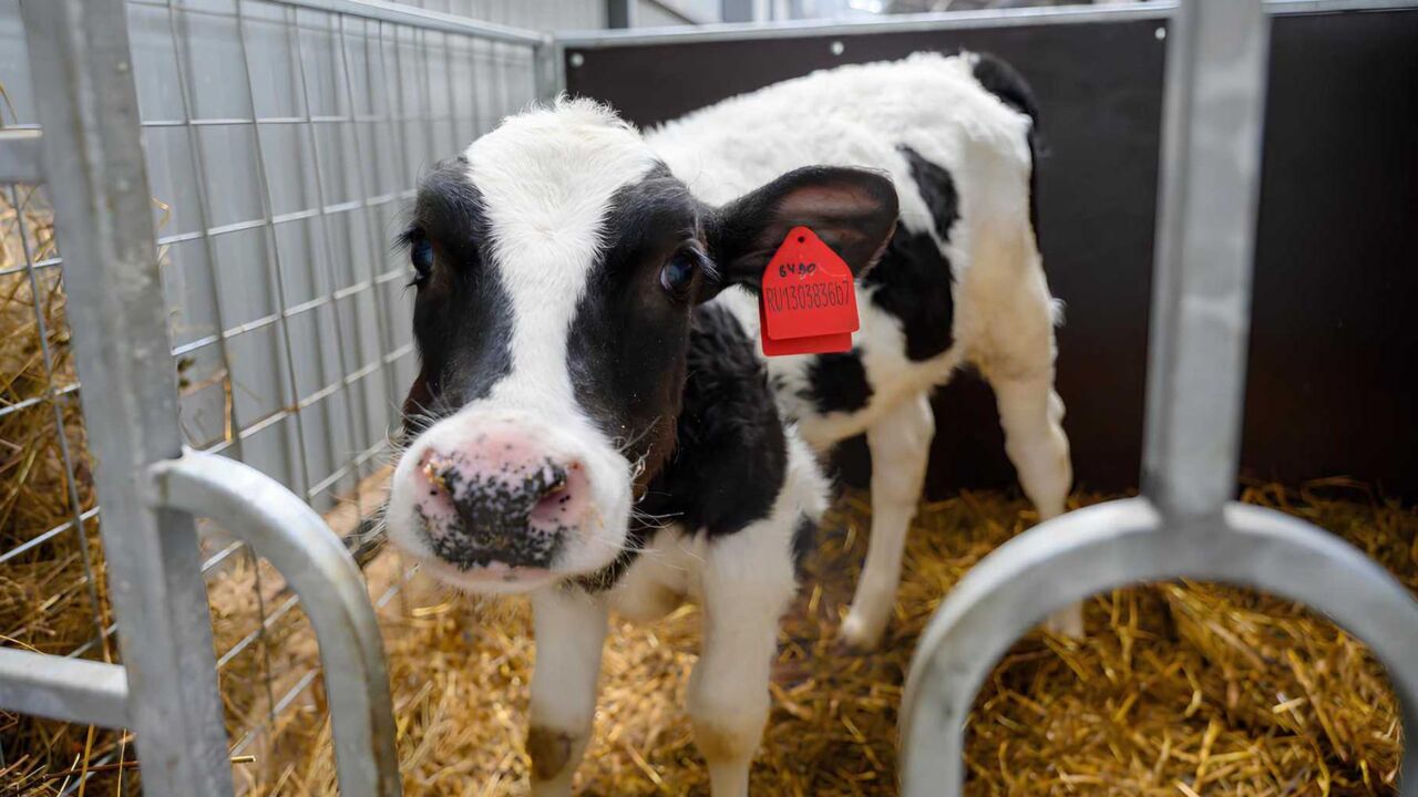 Животноводов Пермского края просят не связываться с компаниями из Сибири