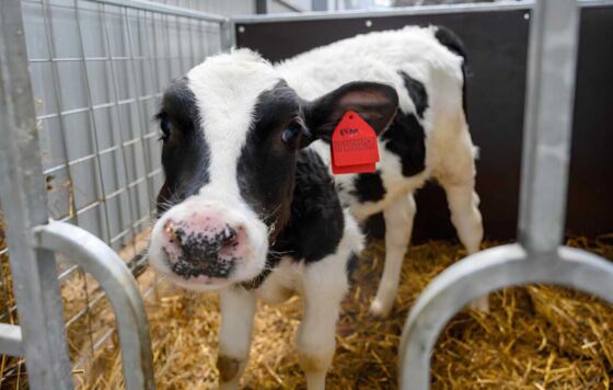 Животноводов Пермского края просят не связываться с компаниями из Сибири