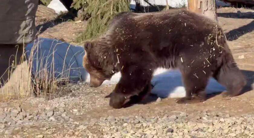 В Пермском зоопарке проснулись бурые медведи