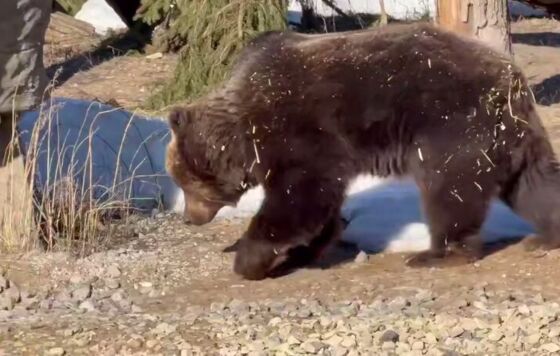 В Пермском зоопарке проснулись бурые медведи