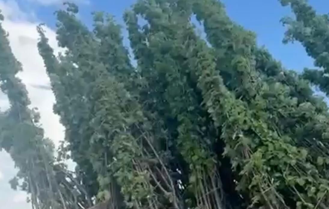 Из Прикамья в Казахстан с начала года вывезли 3 тысячи саженцев 