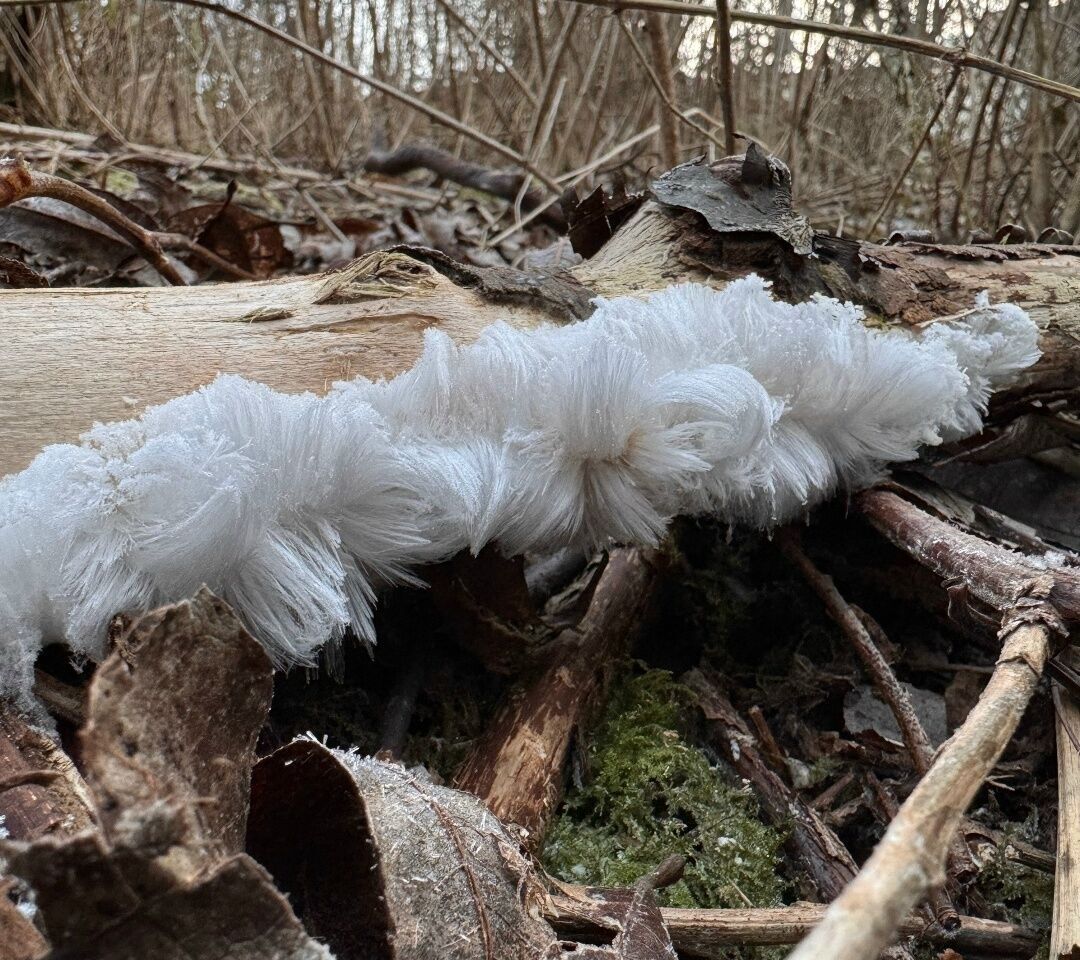 "Ледяные волосы" заметили в Перми