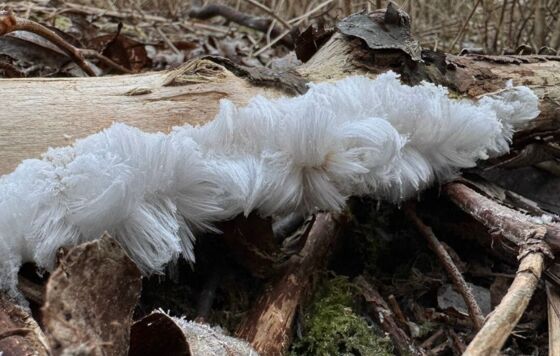 "Ледяные волосы" заметили в Перми