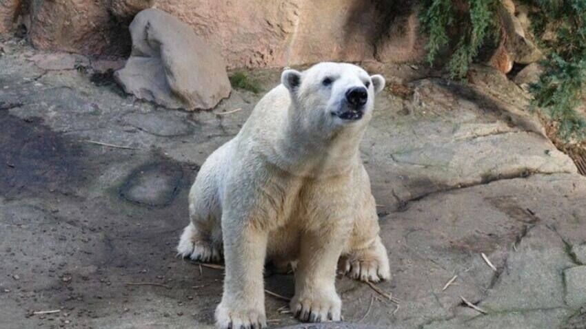 Белый медведь из Перми умер в японском зоопарке