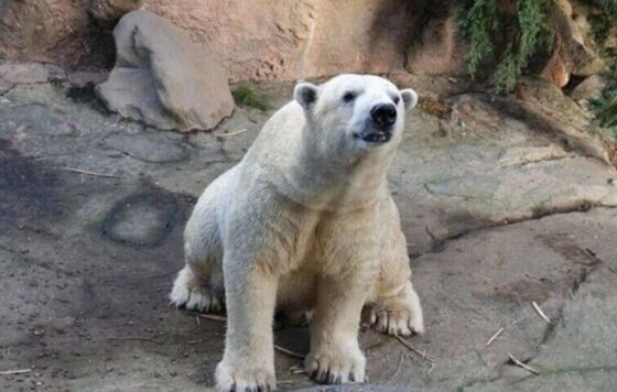 Белый медведь из Перми умер в японском зоопарке