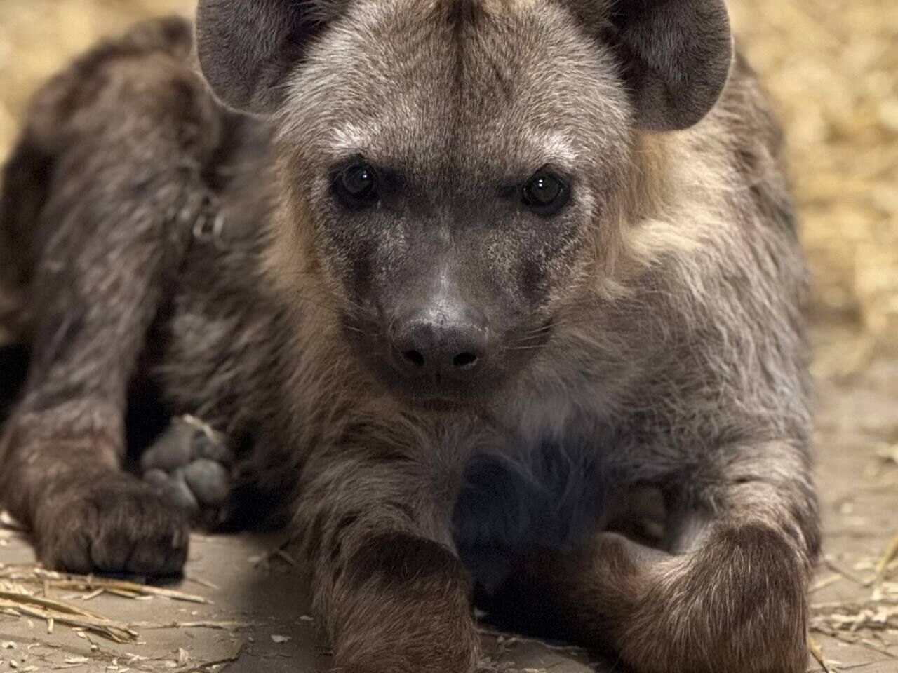 В пермском зоопарке показали новых животных