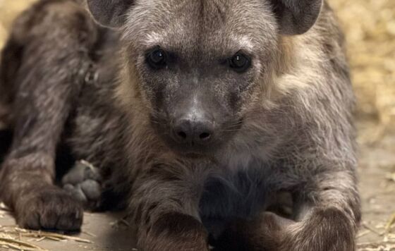 В пермском зоопарке показали новых животных