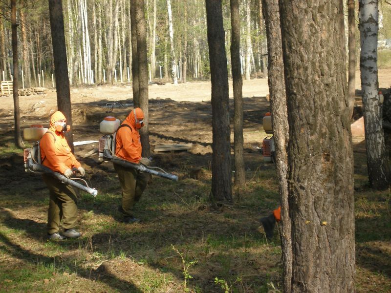 Городские леса Перми повторно обработают от клещей