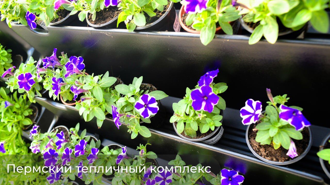 В Перми началась осенняя озеленительная кампания  