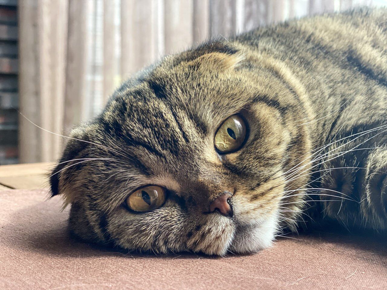 На 39% вырос спрос на зоонянь в Перми