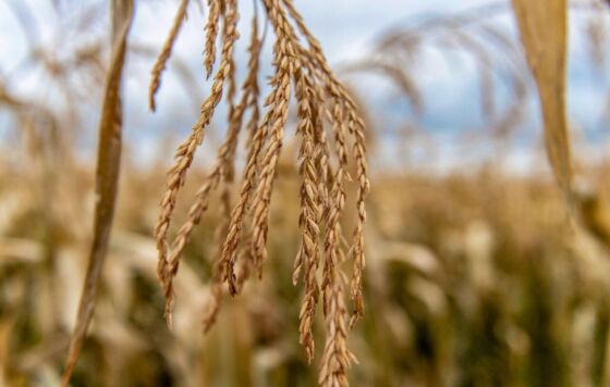 ​Участники СВО в Прикамье смогут получить 3 млн рублей на фермерское дело