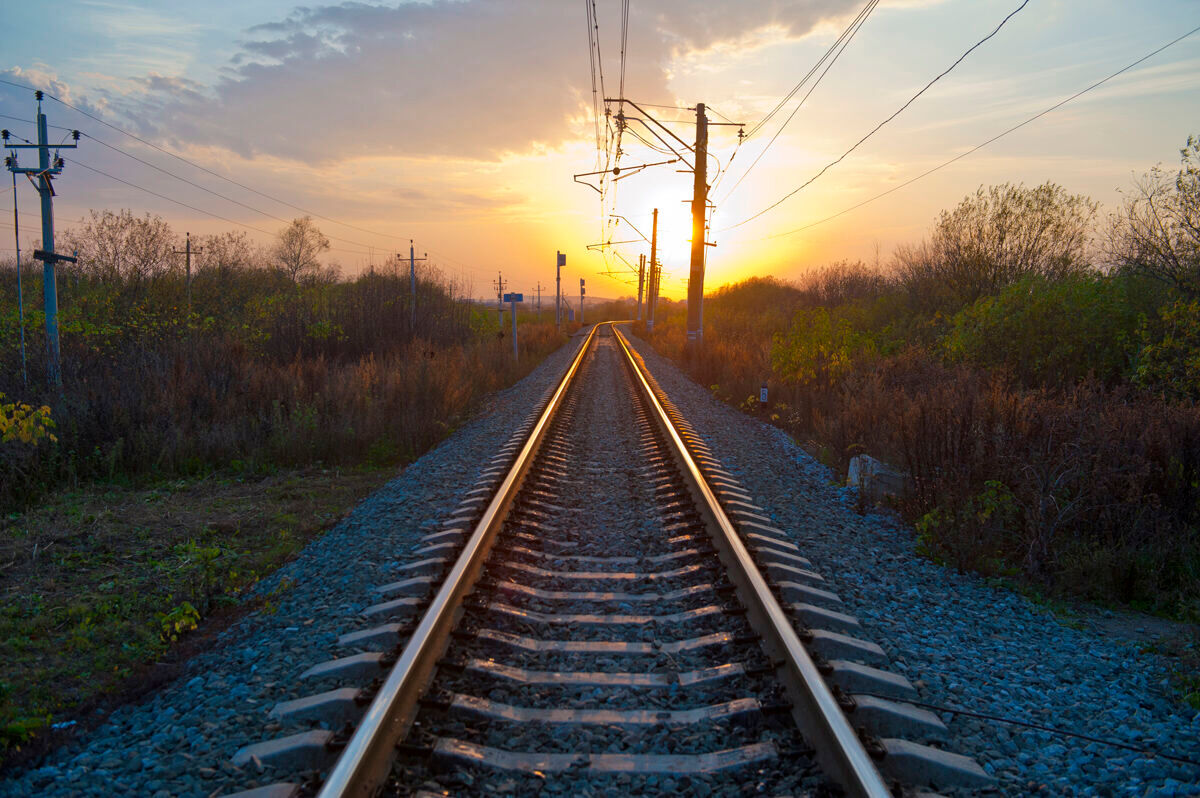 РЖД выплатит ущерб за сбитых поездом лосей в Пермском крае