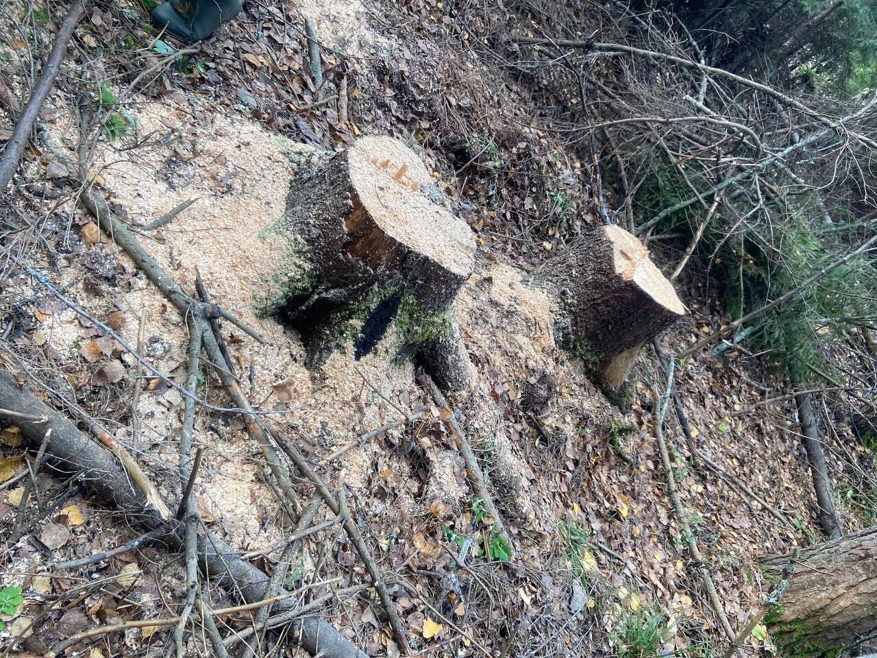 В Прикамье пресекли незаконную рубку леса