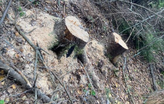 В Прикамье пресекли незаконную рубку леса