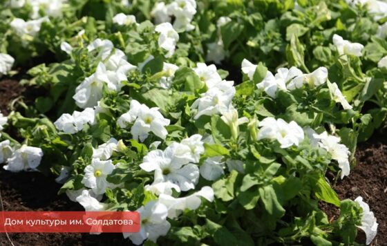 На улицах Перми начали высаживать цветы