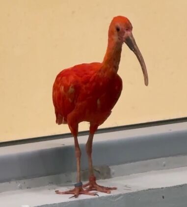 В Пермский зоопарк прибыли пять красных ибисов  