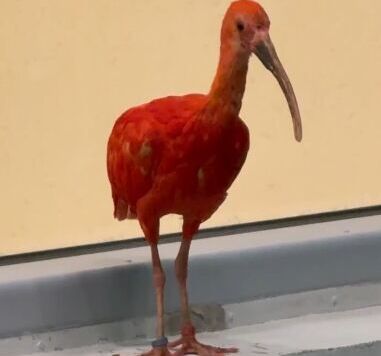 В Пермский зоопарк прибыли пять красных ибисов  