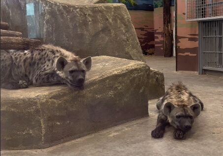 ​В Пермском зоопарке выбирают имена для гиен из Африки