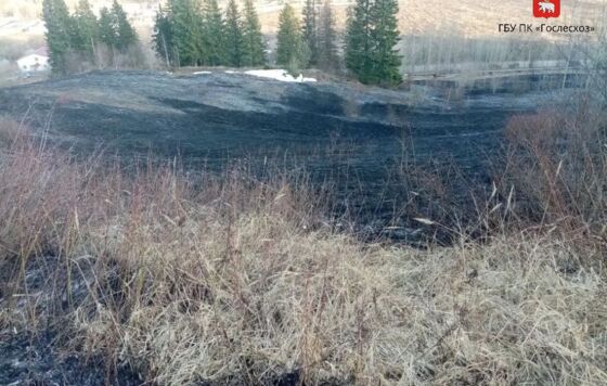 В Прикамье потушили первый лесной пожар