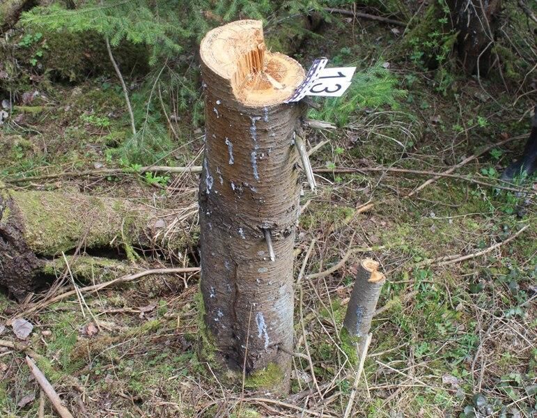 Прикамца осудят за незаконную рубку деревьев 