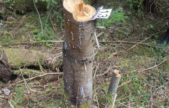 Прикамца осудят за незаконную рубку деревьев 