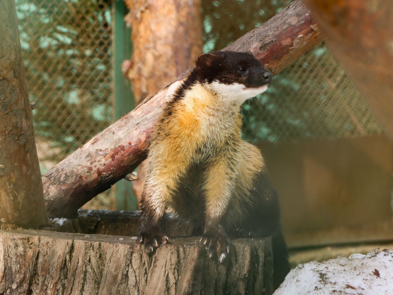 У самца уссурийской харзы из Пермского зоопарка появился опекун