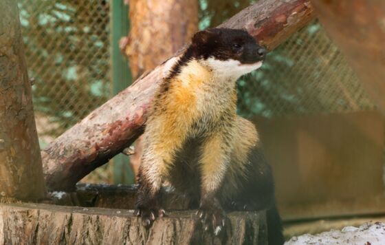 У самца уссурийской харзы из Пермского зоопарка появился опекун