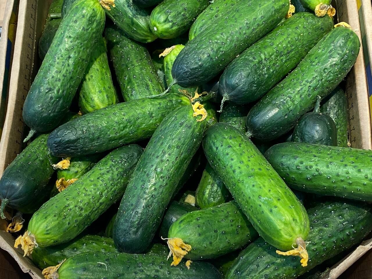 В Пермский край из Казахстана завезли 72 тонны огурцов