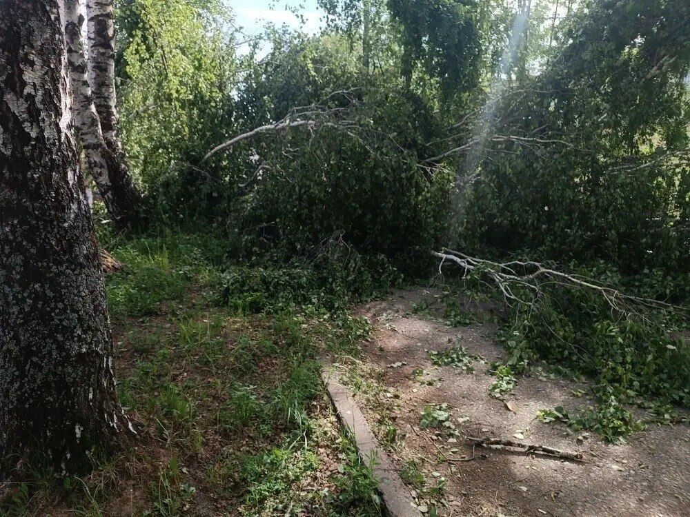 Ребёнок погиб после падения дерева в Прикамье