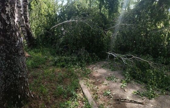 Ребёнок погиб после падения дерева в Прикамье