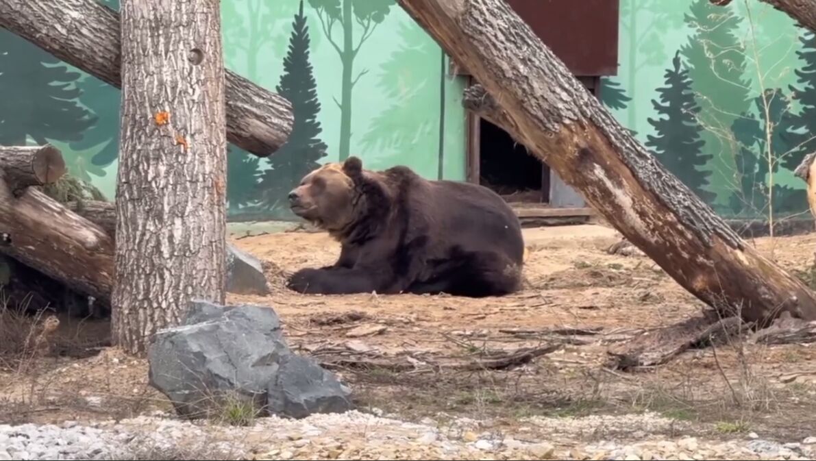 Международная лига единоборств взяла под опеку медведя Тошу из Пермского зоопарка