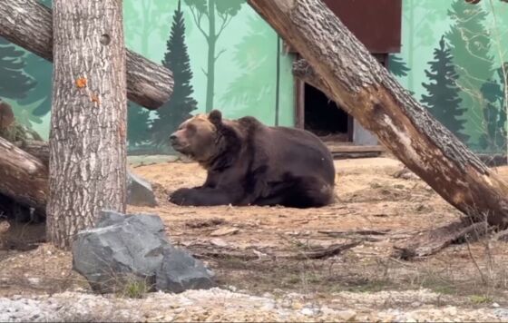 Международная лига единоборств взяла под опеку медведя Тошу из Пермского зоопарка