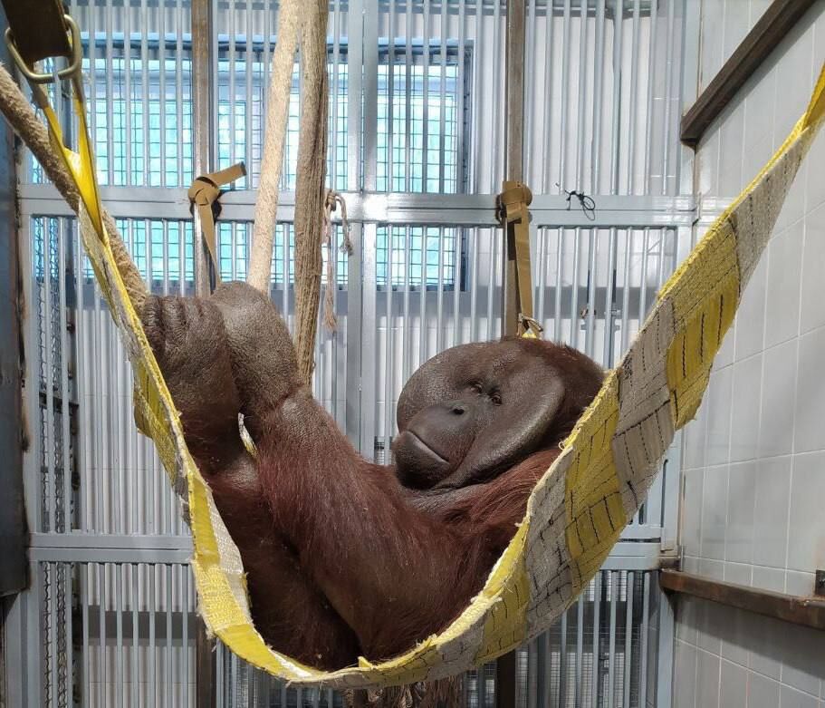 В пермский зоопарк приехали борнейский орангутан, гигантские муравьеды и бинтуронги 